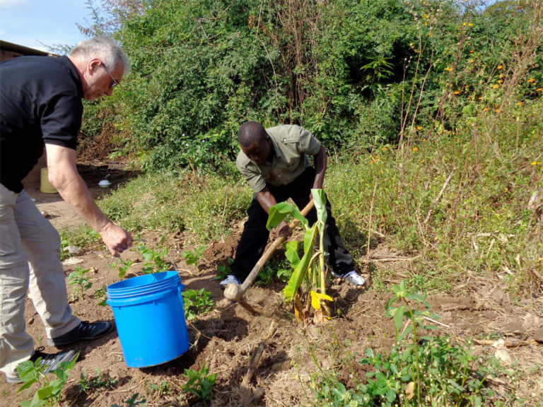 Bananenstauden pflanzen, Sambia 2015