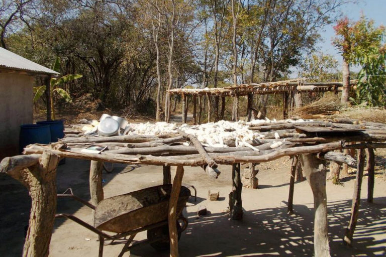 Cassava-Knollen werden getrocknet, Sambia 2013