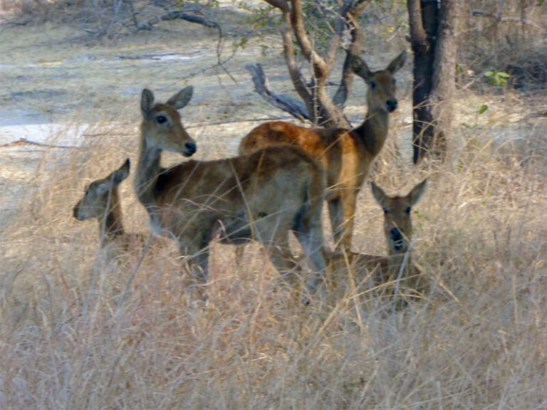 Kafue-Nationalpark, Sambia 2016
