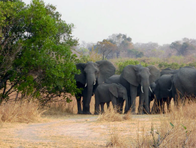 Kafue-Nationalpark, Sambia 2016