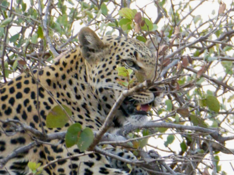 Kafue-Nationalpark, Sambia 2016