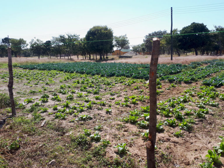 Masaiti Boarding School (Schulgarten), Sambia 2019