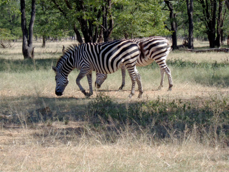 Mosi-oa-Tunya-Nationalpark, Sambia 2015