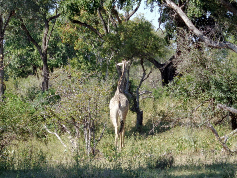 Mosi-oa-Tunya-Nationalpark, Sambia 2015