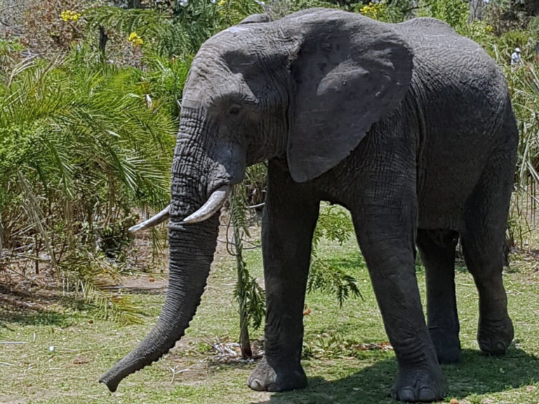 Elefant, Sambia 2019