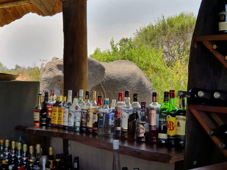 Elefant, Sambia 2019