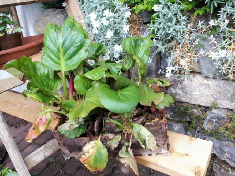 Blumen_Spende 2