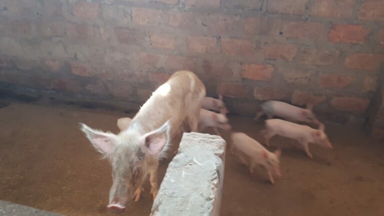 Schwein mit ihren ...