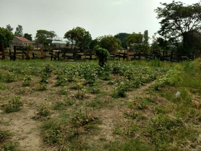 Loloma Garten