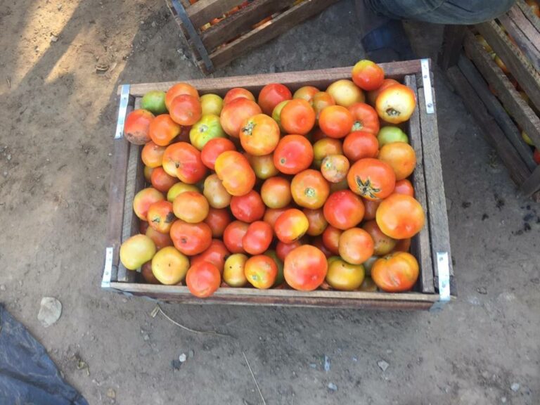 Plant Food 3
